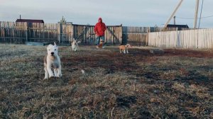 Доступные к продаже щенки Американского СТАФФОРДШИРСКОГО терьера.