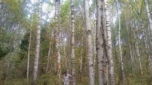 Как залезть на дерево, без когтей, с помощью веревки??!!