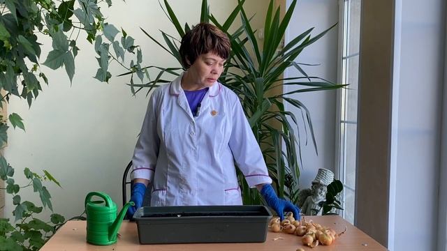 Лук-шалот. Выгонка на землю. Школа продвинутого садовода