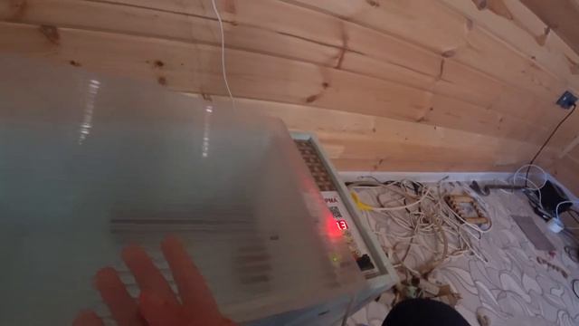 Росс 308 инкубация