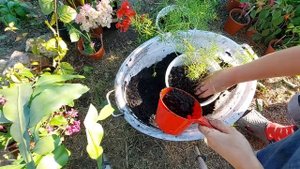 Аспарагус Шпренгера. Посадка. До и после