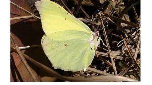 Животные насекомые 2 бабочки звук