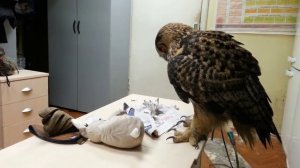 Филин Ёль против прессы.