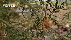 Материалы Для Укрытия Хвойных - КАК НЕ УБИТЬ ТУЮ - Чем Укрывать Тую на Зиму