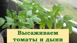 Высадка томатов и дыни.mp4