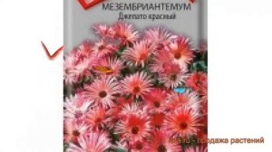 Мезембриантемум обыкновенный Джелато красный ? обзор: как сажать, семена мезембриантемума