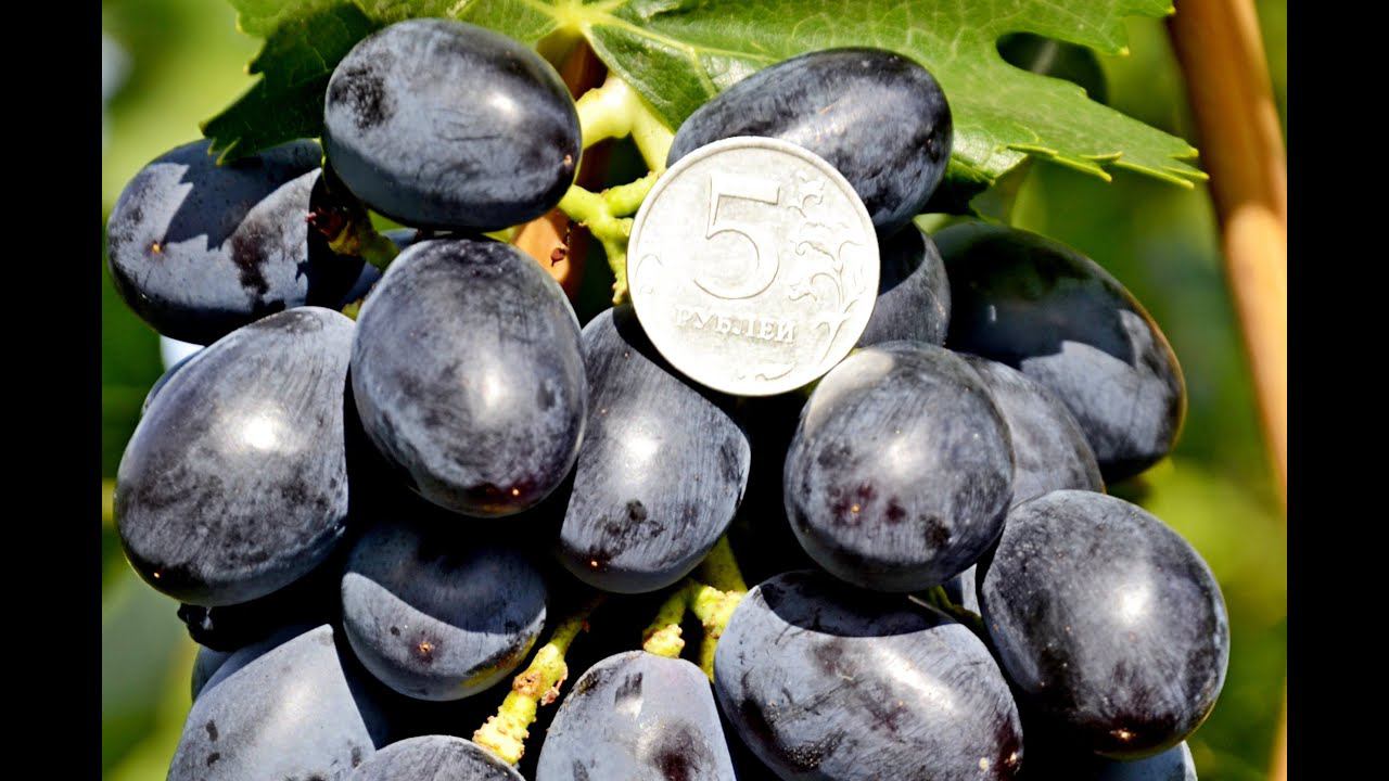 Виноград Алексеевич и Ася селекции В. Загорулько (Grapes Alekseevich and Asya) смотреть онлайн