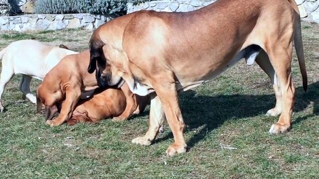 щенки Фила Бразилейро. Puppies Fila Brasileiro