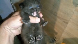 Котята-мальчики или девочки? Как кошка разговаривает с котятами!