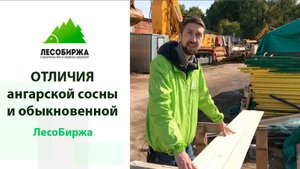 Отличия ангарской сосны и сосны обыкновенной