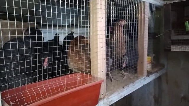 совместное содержание кур и свиней без сырости в курятнике .