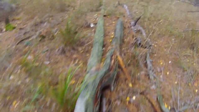 очередная поездка в лес по грибы (2017) и встреча со змеёй ! смотреть онлайн