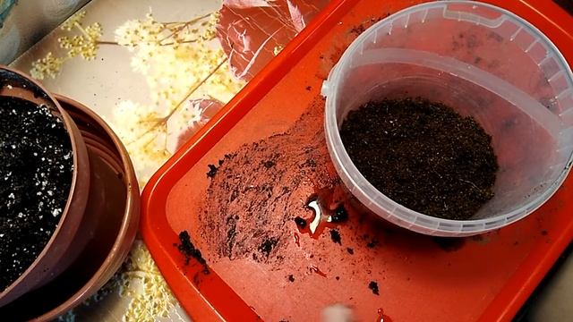 Пуансеттия. Рождественская звезда. Пересадка и уход. Реанимация смотреть онлайн