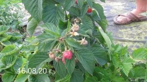 Штамбовая малина Сказка - вкус и аромат настоящей малины