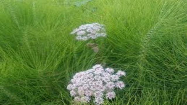 Como tener uñas fuertes y bonitas смотреть онлайн