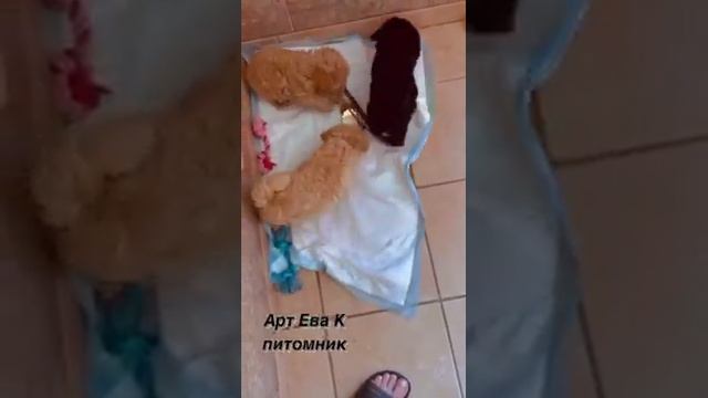 Продажа щенков Собаки Щенки Мальтипу Питомник Арт Ева К Москва Россия смотреть онлайн