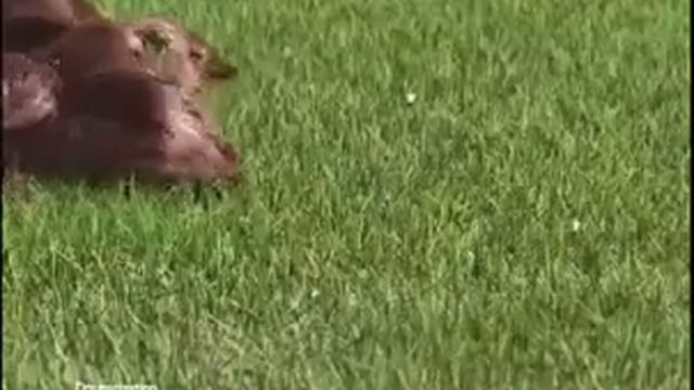 garnier fructis shampoo oil смотреть онлайн