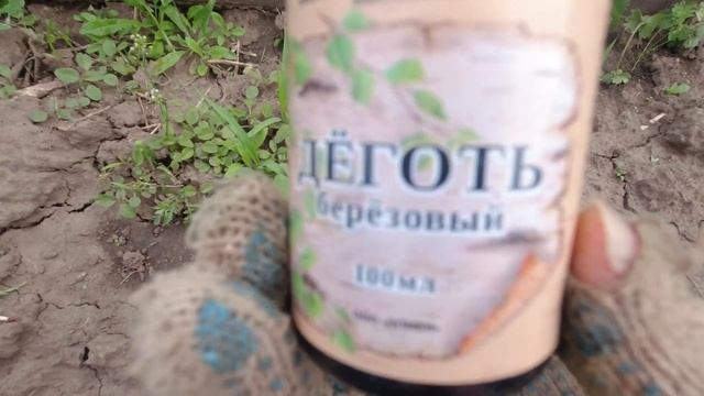 Баклажаны и деготь . Готовлю отпугиватель колорадского жука. Поможет ли смотреть онлайн