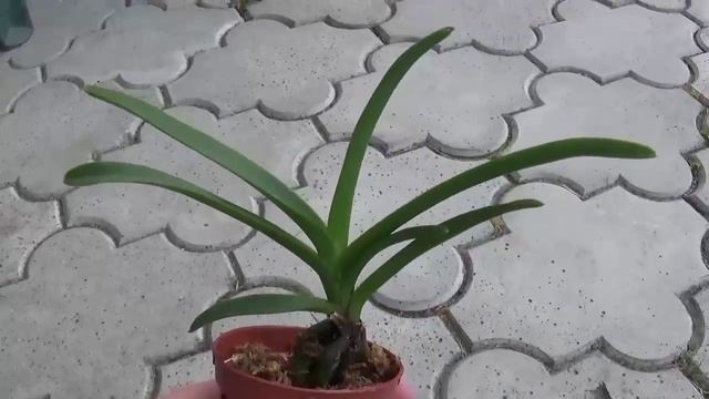 Vanda sanderiana seedling growing - Update смотреть онлайн