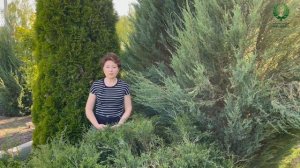 .Бактериальный рак. Как предотвратить и лечить. Питомник ? и ? Е. Иващенко