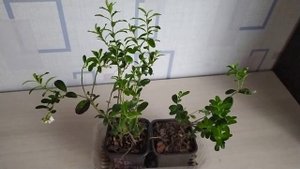 БРУСНИКА зацвела на подоконнике