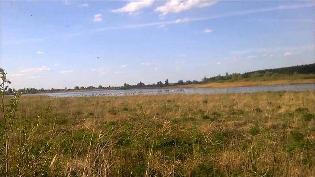 Гусь к которому пришел в гости. смотреть онлайн