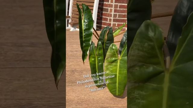 Philodendron Billietiae