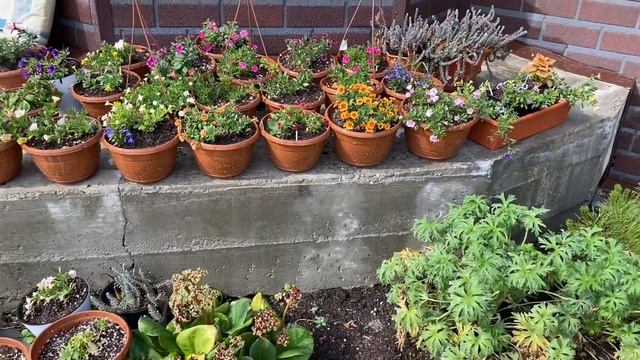 Петуния , калибрахоа -жара смотреть онлайн