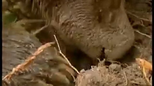 Зоология Гризли смотреть онлайн