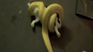 Прикол Змея задушила собаку.