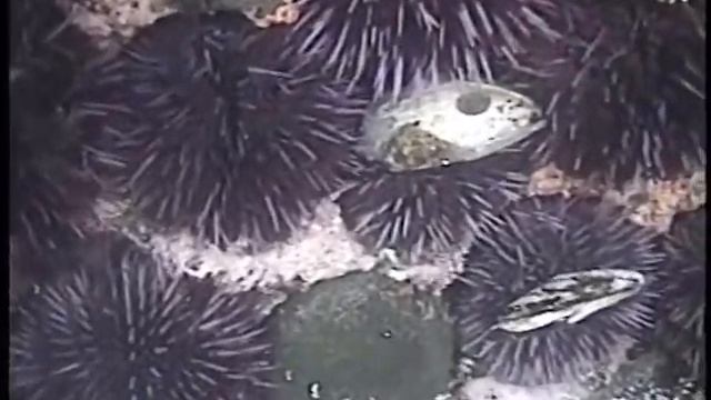 Strongylocentrotus purpuratus смотреть онлайн