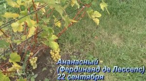 Винные и универсальные сорта винограда для средней полосы. Обзор урожая 2022 года