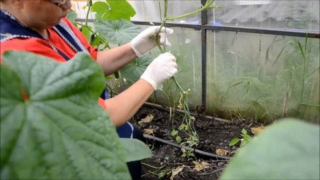 Ведение огурцов в один ствол / Опускаем стебель/ Мой опыт смотреть онлайн