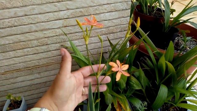 #139 Flor da Belamcanda Chinensis Flor Leopardo смотреть онлайн