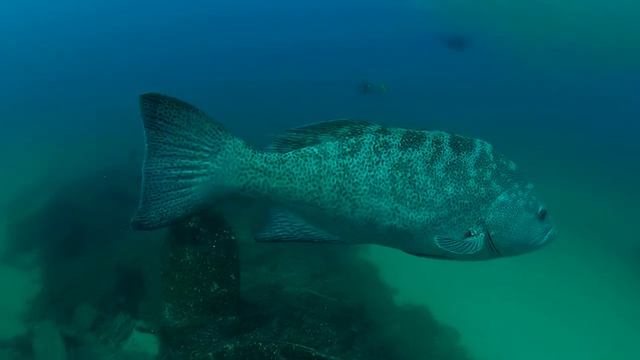 Leopard Grouper Swimming смотреть онлайн