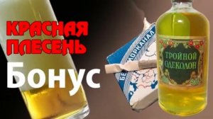 Красная плесень. Обнимали фонари. (Только припев).