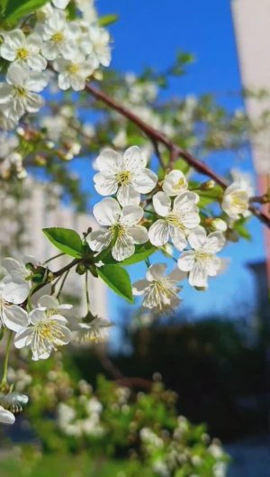 Пришла весна. Скоро лето. Цветущие деревья /Spring came. Summer is coming #москва #весна #цветы #сад