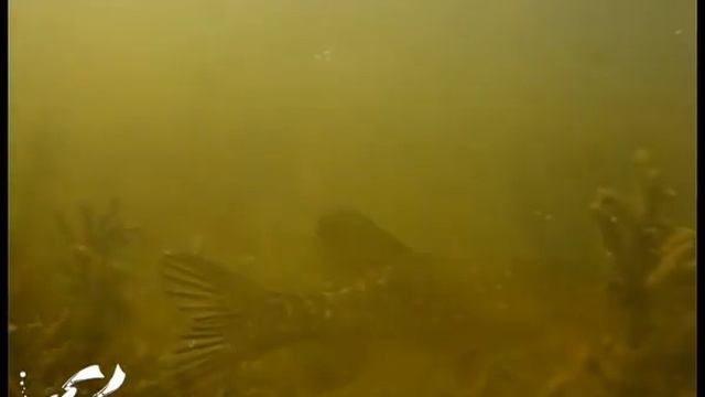 Фестиваль APOX в дельте Волги на базе Лазурь смотреть онлайн