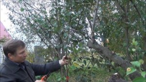 Как получить КОРНИ на ветке, не срезая ее с дерева. Результат ЭКСПЕРИМЕНТА