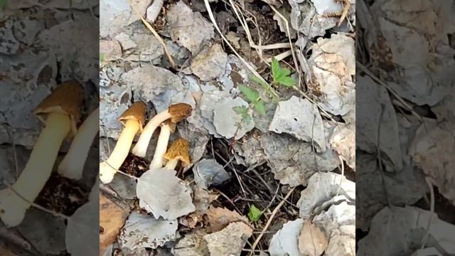 Первые грибы сезона 2023. Сморчковая шапочка. смотреть онлайн