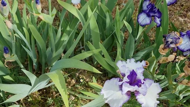 Siguiendo con los iris смотреть онлайн