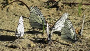 Бабочка. Боярышница  ( Aporia crataegi )
