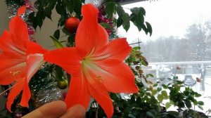 Гиппеаструм почему не цветёт?