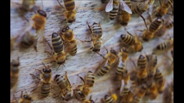 Яд, который спасет животное, но убьет человека. Такое возможно? смотреть онлайн
