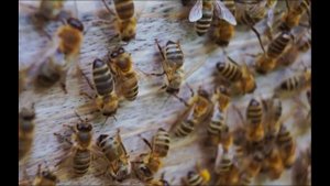 Яд, который спасет животное, но убьет человека. Такое возможно?