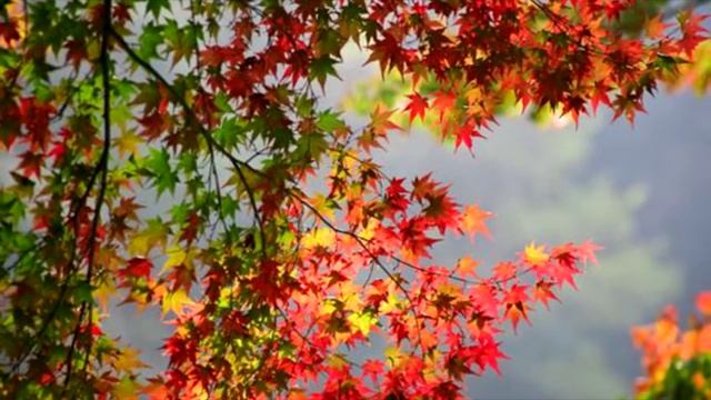 Осень постучалась к нам смотреть онлайн