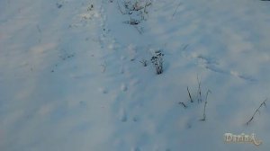 Собака и следы на снегу