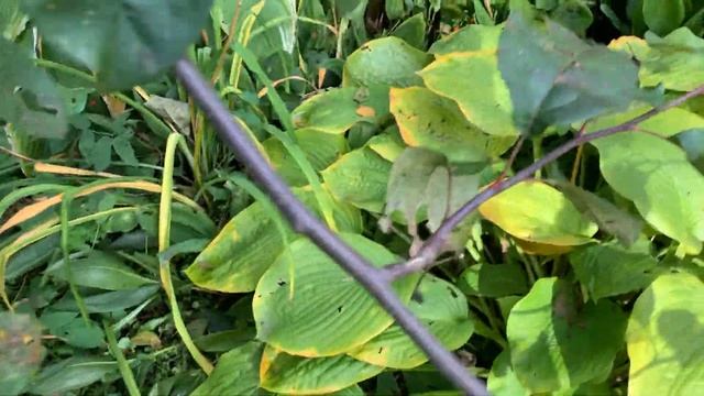 Конец сентября, готовлю сад к зиме смотреть онлайн