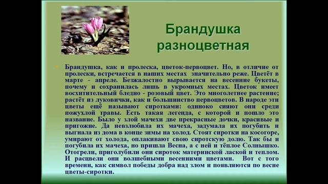 Комнатные растения - наши друзья Окружающий мир Урок - проект 1 класс Учитель: Г