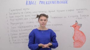 Класс млекопитающие  Общая характеристика